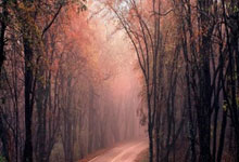 白鹿巷的叹息：当胜利之梦遭遇伤病阴霾